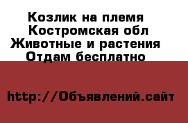 Козлик на племя - Костромская обл. Животные и растения » Отдам бесплатно   